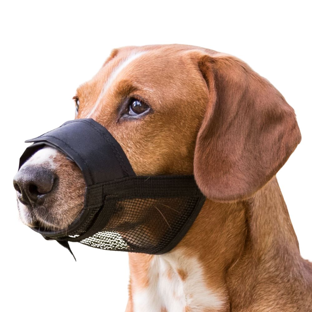 trixiehaloszsajkosar